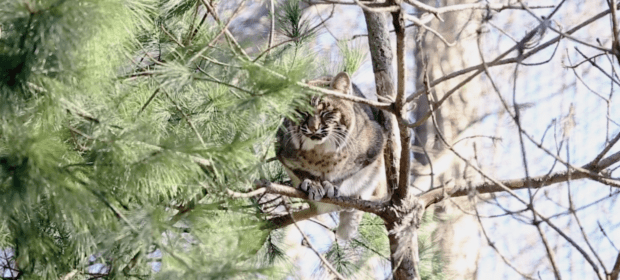Protect the Bobcat: A New Hampshire Wildlife Story
