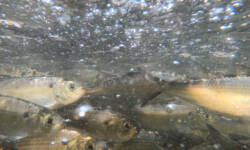 One Million Fish: Reviving China Lake Outlet Stream