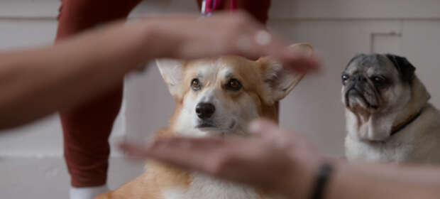 The School of Canine Massage