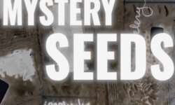 Mystery Seeds