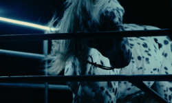 The Kalgan Horse