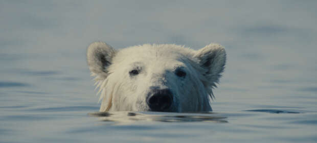 Nuisance Bear